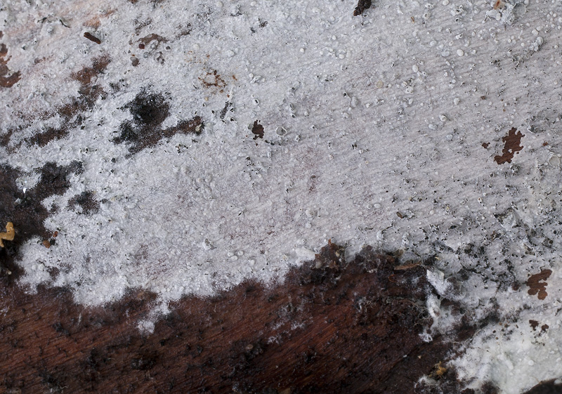 Peniophorella praetermissa